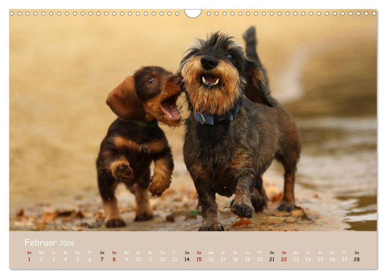 Produktbild: Dackel - lustige Gesellen auf kurzen Beinchen (Wandkalender 2026 DIN A3 quer), CALVENDO Monatskalender