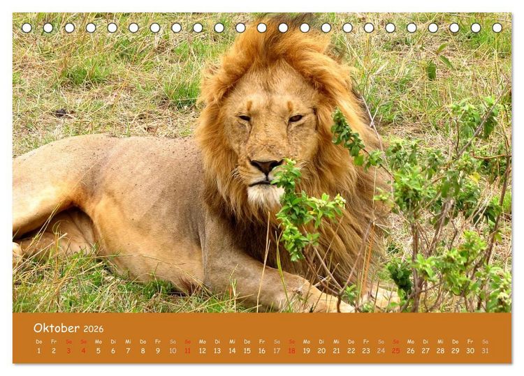Produktbild: Auge in Auge mit den Tieren Afrikas (Tischkalender 2026 DIN A5 quer), CALVENDO Monatskalender