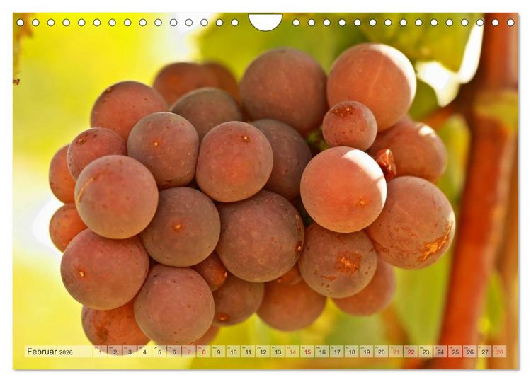 Produktbild: Wein- und Rebsorten aus Rheinland-Pfalz (Wandkalender 2026 DIN A4 quer), CALVENDO Monatskalender
