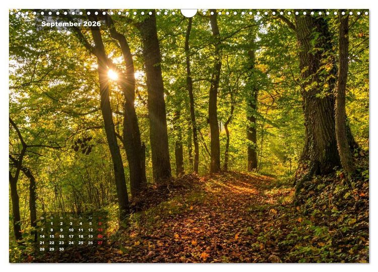 Produktbild: Zauberhafte Waldlandschaften (Wandkalender 2026 DIN A3 quer), CALVENDO Monatskalender
