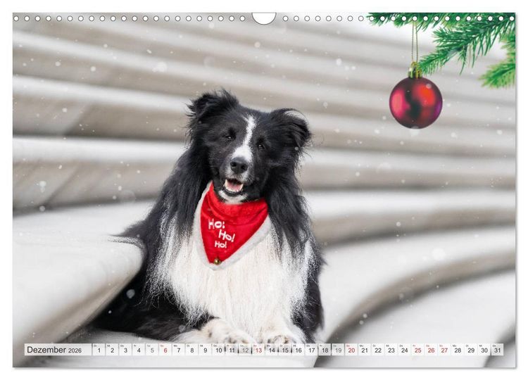 Produktbild: Hamburger Hafencity - Unterwegs mit den Shelties Finn und Louis (Wandkalender 2026 DIN A3 quer), CALVENDO Monatskalender