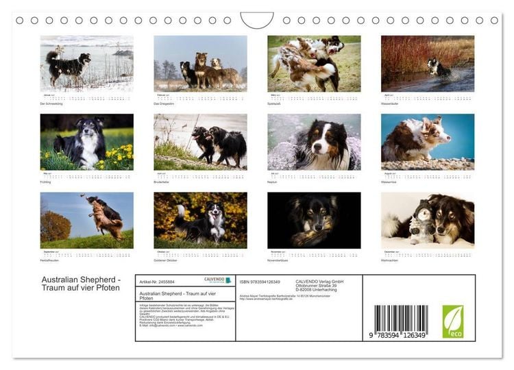 Produktbild: Australian Shepherd - Traum auf vier Pfoten (Wandkalender 2027 DIN A4 quer), CALVENDO Monatskalender