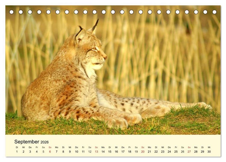 Produktbild: Scheue Wildtiere in heimischen W&auml;ldern und Bergen (Tischkalender 2026 DIN A5 quer), CALVENDO Monatskalender