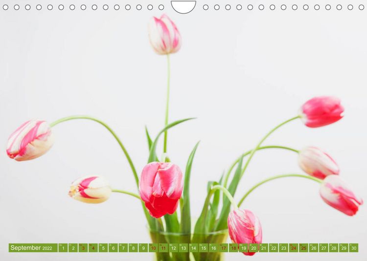 Produktbild: Tulpen f&uuml;r das ganze Jahr (Wandkalender 2022 DIN A4 quer)