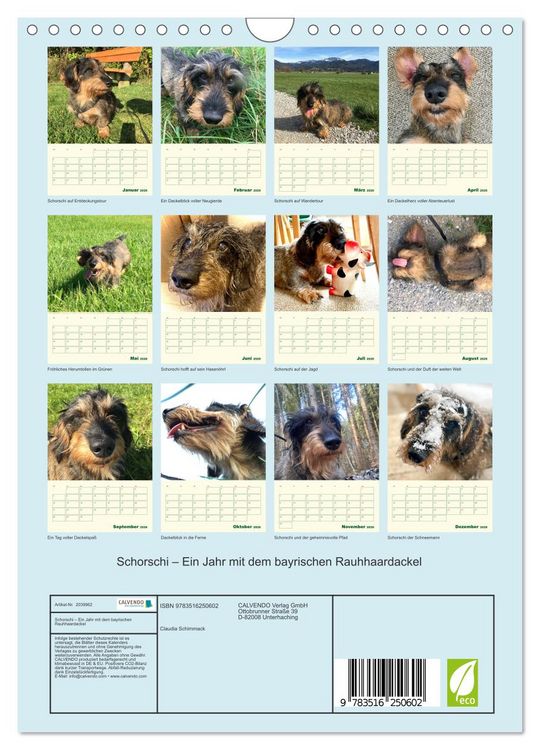 Produktbild: Schorschi &ndash; Ein Jahr mit dem bayrischen Rauhhaardackel (Wandkalender 2026 DIN A4 hoch), CALVENDO Monatskalender