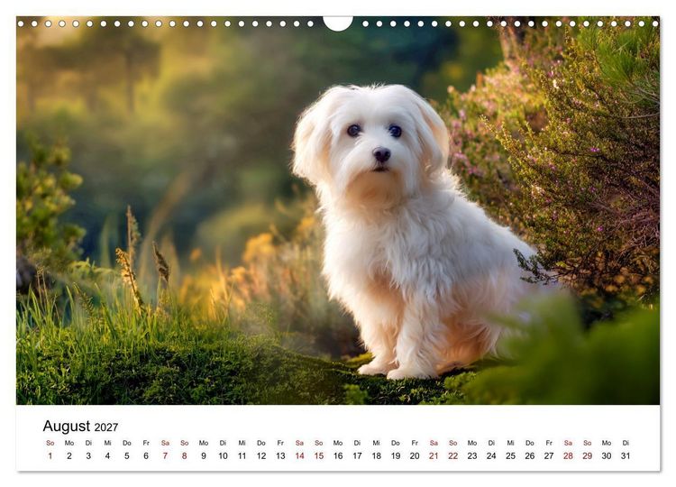 Produktbild: Kleine wei&szlig;e Wunder - ein Jahr mit Maltesern (Wandkalender 2027 DIN A3 quer), CALVENDO Monatskalender