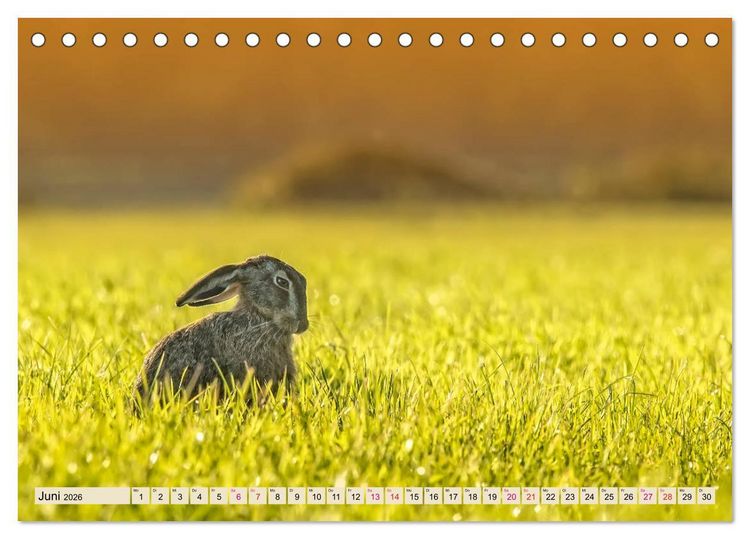 Produktbild: Feldhasen und Kaninchen (Tischkalender 2026 DIN A5 quer), CALVENDO Monatskalender