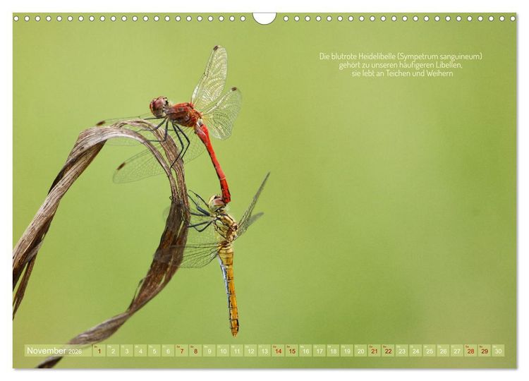 Produktbild: Frankens Insekten (Wandkalender 2026 DIN A3 quer), CALVENDO Monatskalender