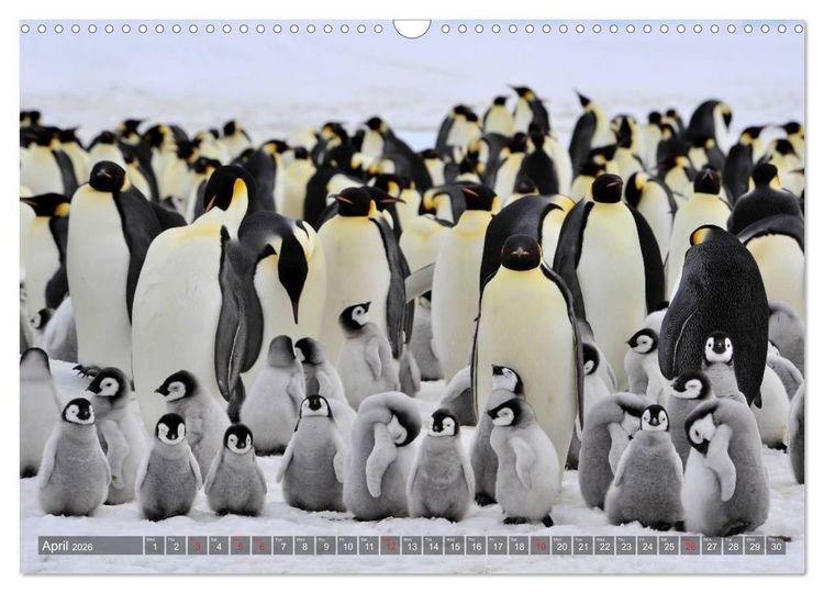 Produktbild: Penguins Unique and amazing birds (Wall Calendar 2026 DIN A3 landscape), CALVENDO 12 Month Wall Calendar