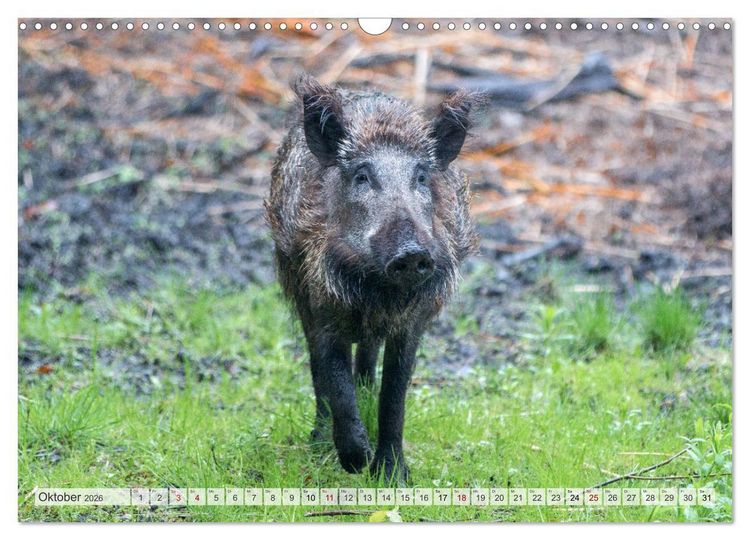 Produktbild: Wildschweine - Im Schatten des Waldes (Wandkalender 2026 DIN A3 quer), CALVENDO Monatskalender