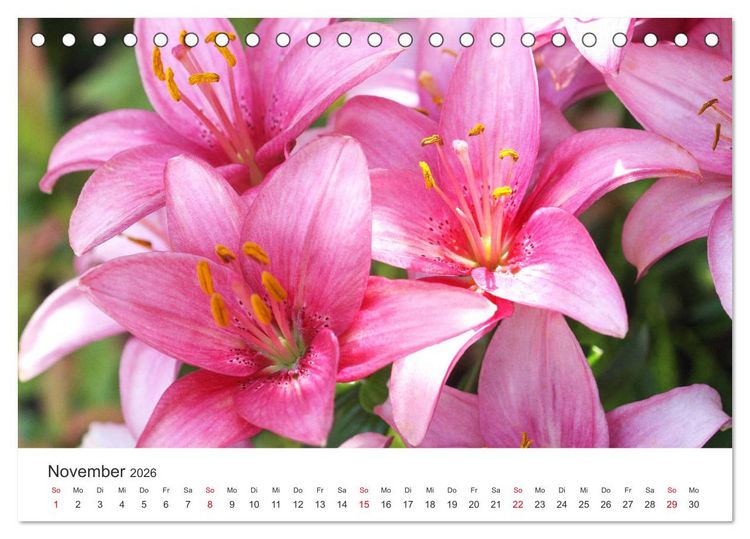 Produktbild: Feurige Lilien (Tischkalender 2026 DIN A5 quer), CALVENDO Monatskalender