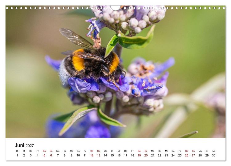 Produktbild: Bunter Nektarrausch - Nektarsammler in leuchtenden Farben (Wandkalender 2027 DIN A3 quer), CALVENDO Monatskalender