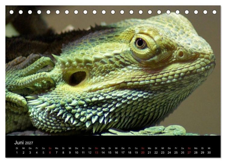 Produktbild: Die Welt der Haustiere (Tischkalender 2027 DIN A5 quer), CALVENDO Monatskalender