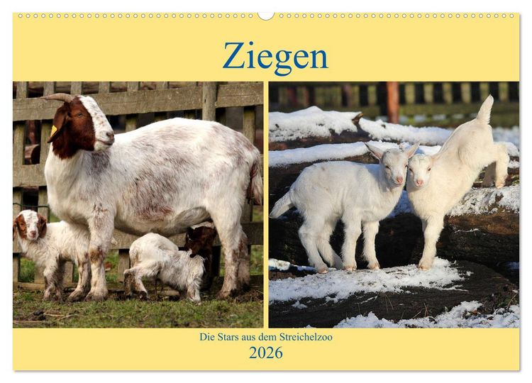 Produktbild: Ziegen - Die Stars aus dem Streichelzoo (Wandkalender 2026 DIN A2 quer), CALVENDO Monatskalender