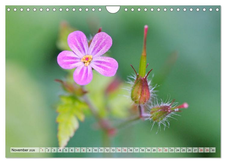 Produktbild: Wenn Bl&uuml;ten tr&auml;umen tanzt das Licht (Wandkalender 2026 DIN A4 quer), CALVENDO Monatskalender