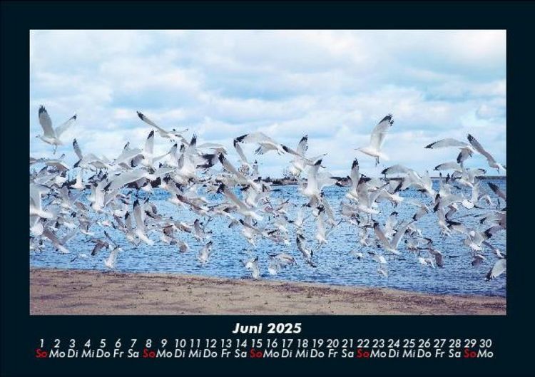 Produktbild: M&ouml;wen 2025 Fotokalender DIN A5