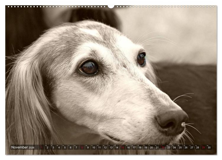 Produktbild: Windhunde eye-catcher (Wandkalender 2026 DIN A2 quer), CALVENDO Monatskalender