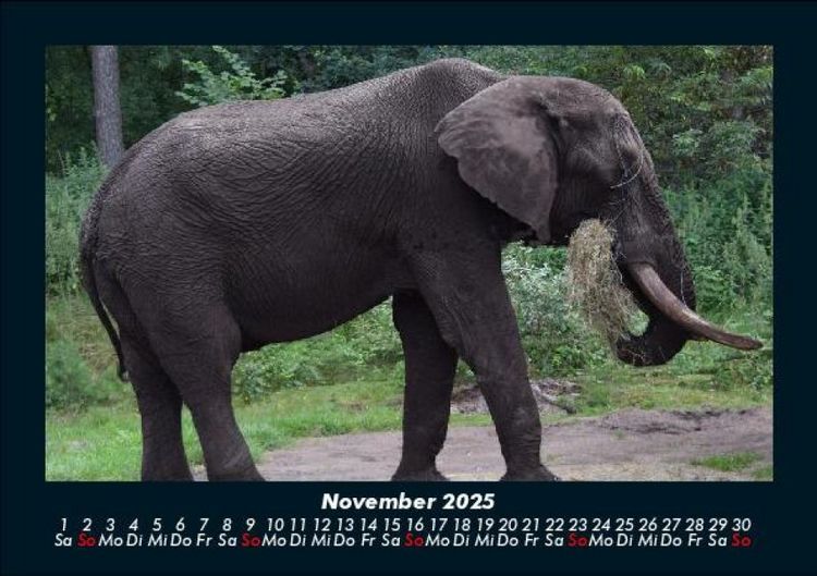 Produktbild: Tierkalender 2025 Fotokalender DIN A5