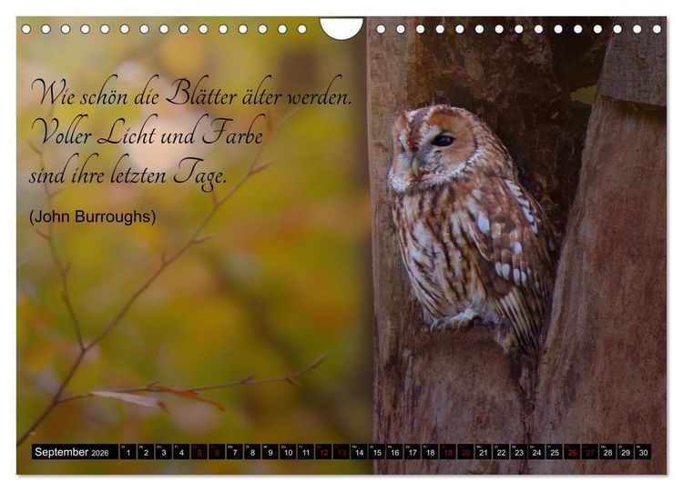 Produktbild: der Waldkauz - Strix Aluco (Wandkalender 2026 DIN A4 quer), CALVENDO Monatskalender