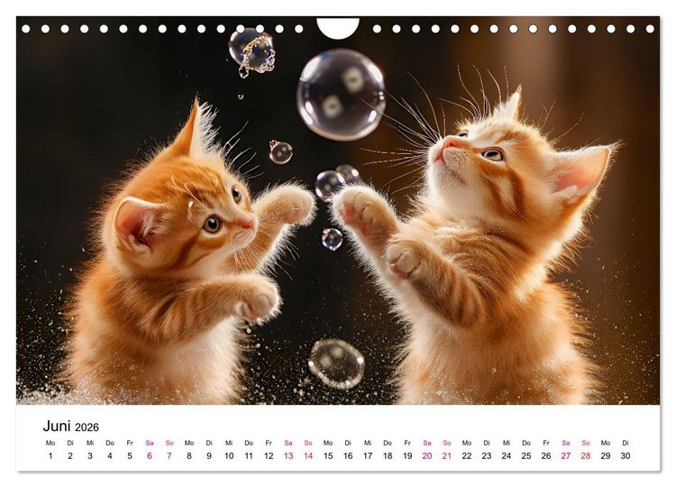 Produktbild: Katzenzauber - Samtpfoten im Jahreslauf (Wandkalender 2026 DIN A4 quer), CALVENDO Monatskalender