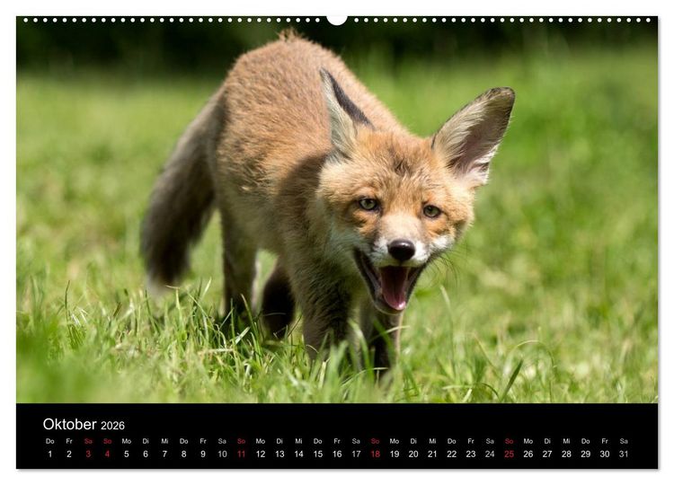 Produktbild: Wilde Heimat (hochwertiger Premium Wandkalender 2026 DIN A2 quer), Kunstdruck in Hochglanz