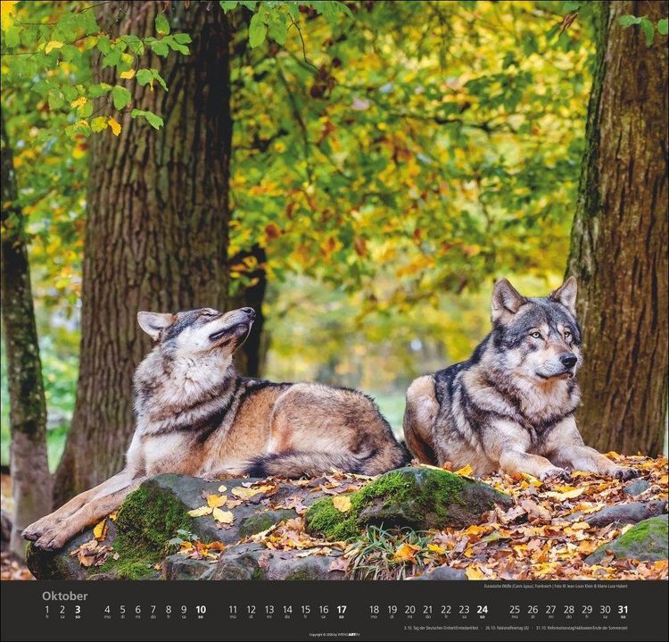 Produktbild: W&ouml;lfe Kalender 2027