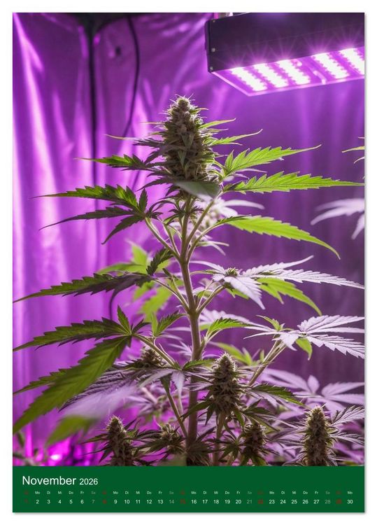 Produktbild: Grow your Year - Der Cannabis Kalender f&uuml;r Fans und Grower (Tischkalender 2026 DIN A5 hoch), CALVENDO Monatskalender