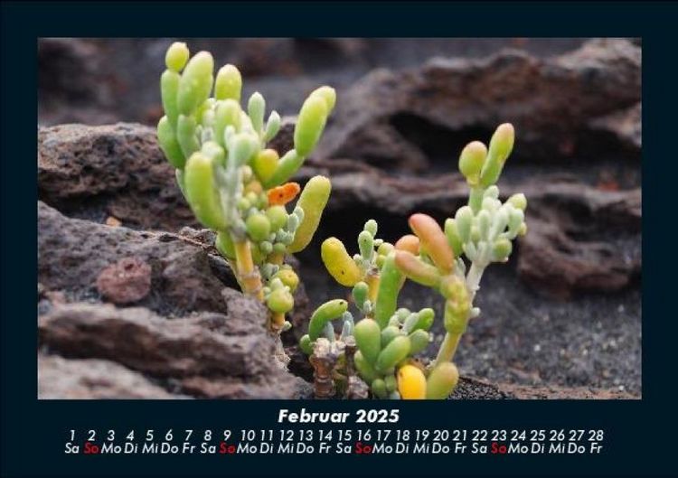 Produktbild: Blumentr&auml;ume 2025 Fotokalender DIN A5