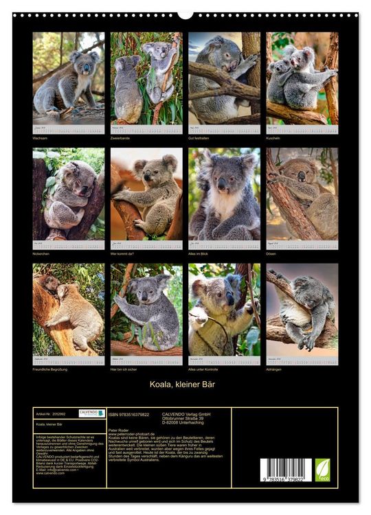 Produktbild: Koala, kleiner B&auml;r (hochwertiger Premium Wandkalender 2026 DIN A2 hoch), Kunstdruck in Hochglanz