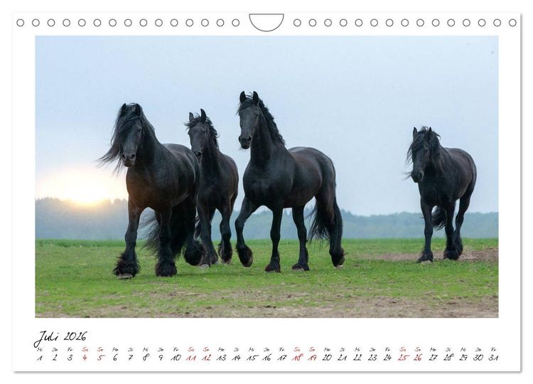 Produktbild: Friesen - stolze Giganten (Wandkalender 2026 DIN A4 quer), CALVENDO Monatskalender