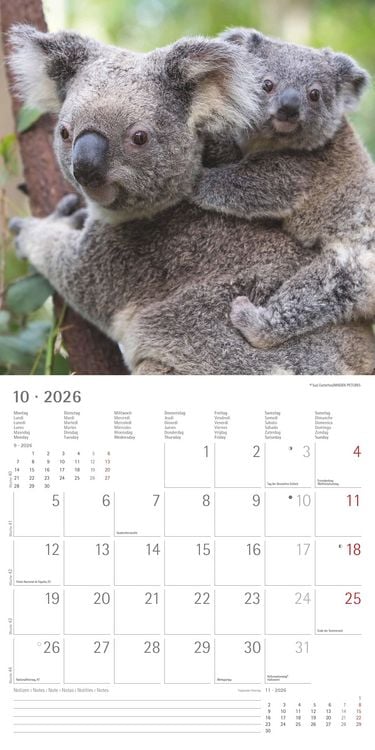 Produktbild: Koalas 2026 - Broschürenkalender 30x30 cm (30x60 geöffnet) - Kalender mit Platz für Notizen - koala bears - Bildkalender - Wandplaner - Bärenkalender