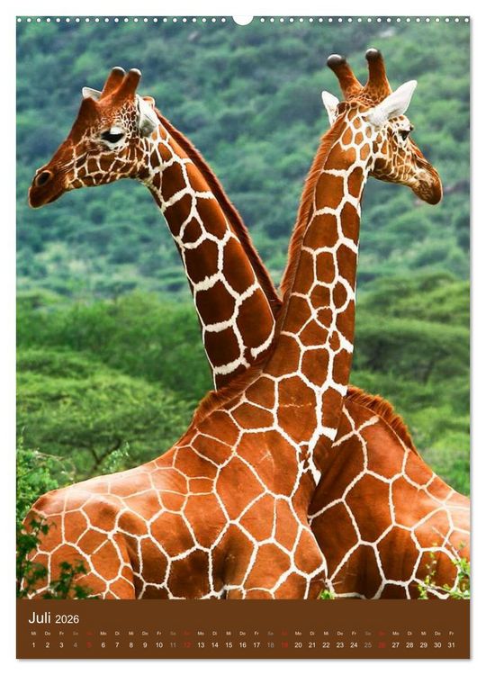 Produktbild: Giraffen (hochwertiger Premium Wandkalender 2026 DIN A2 hoch), Kunstdruck in Hochglanz