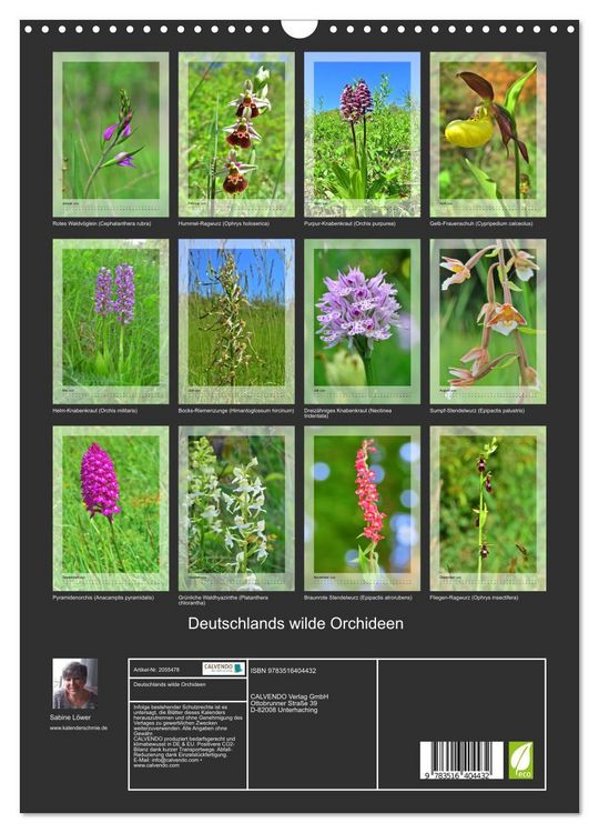 Produktbild: Deutschlands wilde Orchideen (Wandkalender 2026 DIN A3 hoch), CALVENDO Monatskalender