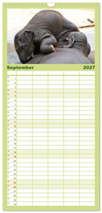 Produktbild: Familienplaner 2027 - Kleine Schelme - Tierbabys mit 5 Spalten (Wandkalender, 21 x 45 cm) CALVENDO