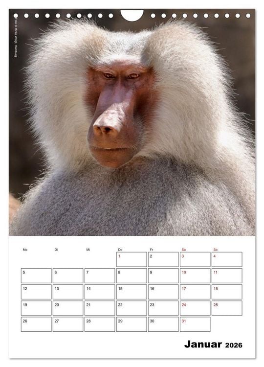 Produktbild: Augenblick der Affen 2026 (Wandkalender 2026 DIN A4 hoch), CALVENDO Monatskalender