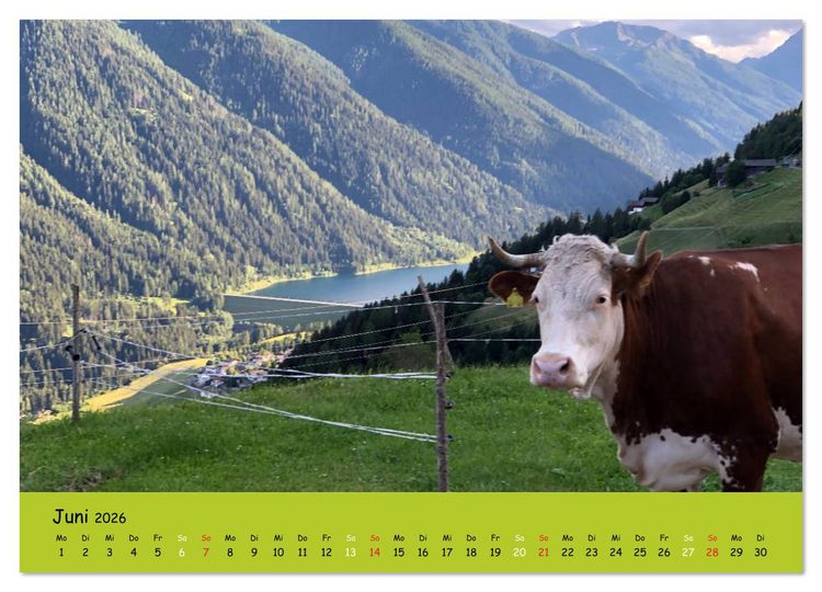 Produktbild: K&uuml;he - Sch&ouml;nheiten der Alpen (Wandkalender 2026 DIN A3 quer), CALVENDO Monatskalender