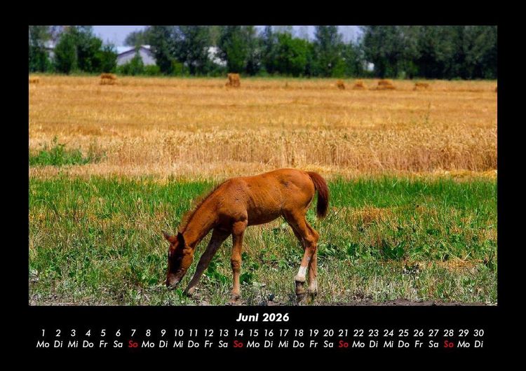 Produktbild: Pferdetraum 2026 Fotokalender DIN A3
