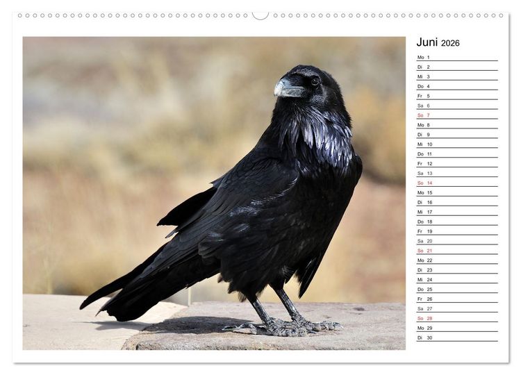 Produktbild: Gefiederte Freunde - Unsere heimischen Gartenv&ouml;gel (Wandkalender 2026 DIN A2 quer), CALVENDO Monatskalender