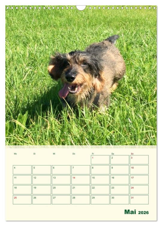 Produktbild: Schorschi &ndash; Ein Jahr mit dem bayrischen Rauhhaardackel (Wandkalender 2026 DIN A3 hoch), CALVENDO Monatskalender
