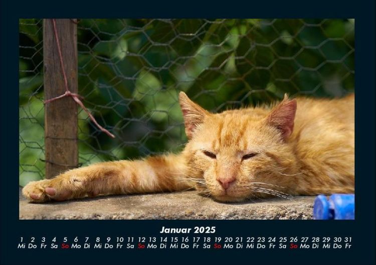 Produktbild: F&uuml;r Katzenfreunde 2025 Fotokalender DIN A4