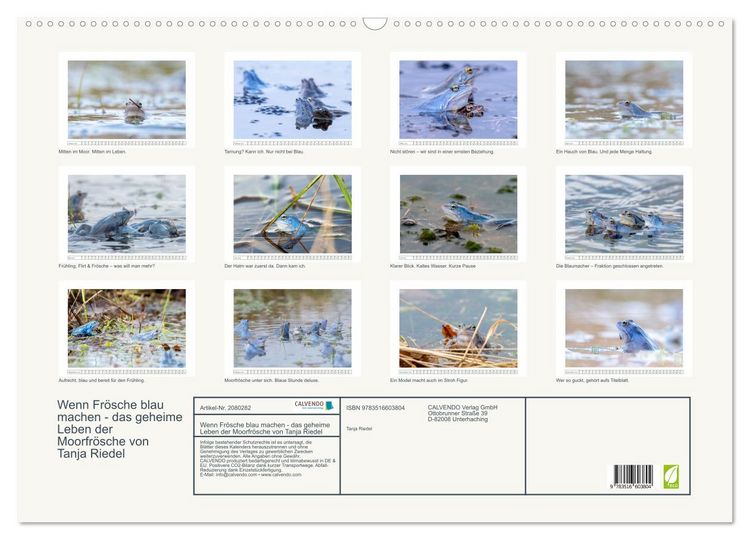 Produktbild: Wenn Fr&ouml;sche blau machen - das geheime Leben der Moorfr&ouml;sche von Tanja Riedel (Wandkalender 2026 DIN A2 quer), CALVENDO Monatskalender