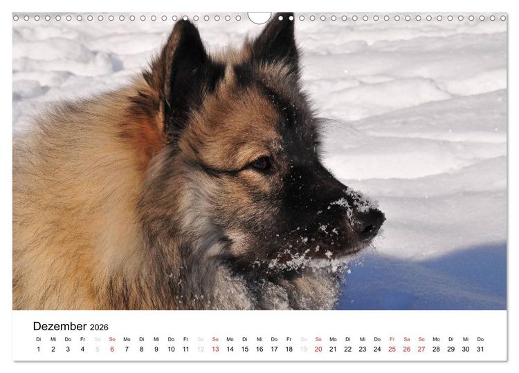 Produktbild: Der Wolfsspitz (Wandkalender 2026 DIN A3 quer), CALVENDO Monatskalender