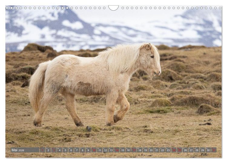 Produktbild: Islandpferde - Reise in ihre wilde Heimat (Wandkalender 2026 DIN A3 quer), CALVENDO Monatskalender