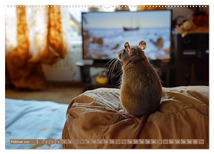 Produktbild: Mein bester Kumpel ist eine Ratte (Wandkalender 2026 DIN A2 quer), CALVENDO Monatskalender