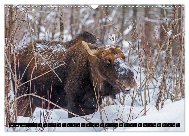 Produktbild: MOOSE Of The Northern Woods (Wall Calendar 2026 DIN A3 landscape), CALVENDO 12 Month Wall Calendar