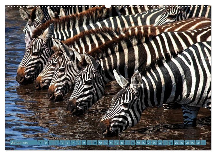 Produktbild: Afrikas Tierwelt: Zebras (Wandkalender 2026 DIN A2 quer), CALVENDO Monatskalender