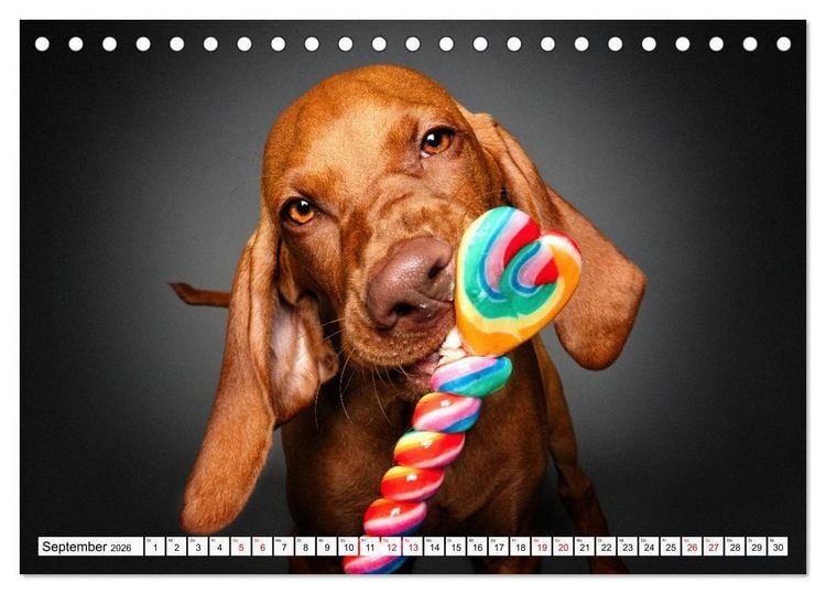 Produktbild: Hunde im Naschparadies (Tischkalender 2026 DIN A5 quer), CALVENDO Monatskalender