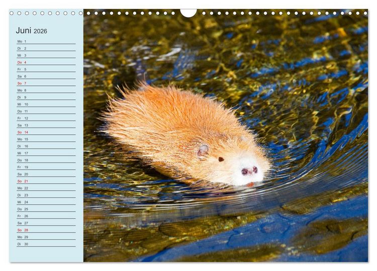Produktbild: Wir sind die Stars am Wasser (Wandkalender 2026 DIN A3 quer), CALVENDO Monatskalender