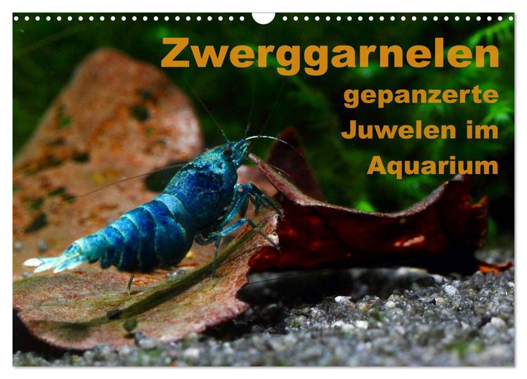 Produktbild: Zwerggarnelen - gepanzerte Juwelen im Aquarium (Wandkalender 2026 DIN A3 quer), CALVENDO Monatskalender