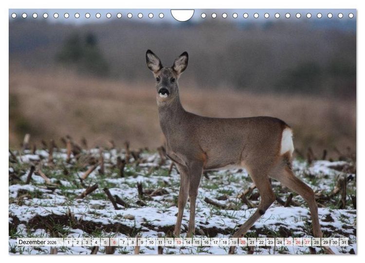 Produktbild: Wildtiere. Heimische Sch&ouml;nheiten (Wandkalender 2026 DIN A4 quer), CALVENDO Monatskalender